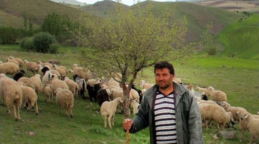 &Ccedil;ankaya&rsquo;nın Koyunları Meralarda
