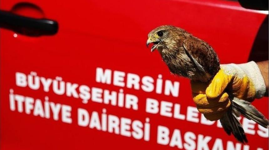 G&uuml;vercin Yuvasına Asılı Kalan Atmacayı İtfaiye Ekipleri Kurtardı