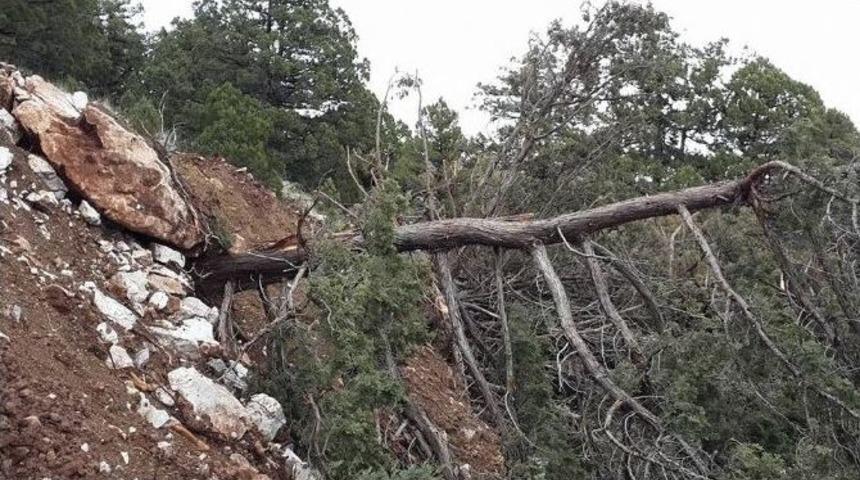 40 Ardı&ccedil; Ağacına Zarar Veren Maden Şirketine Ceza
