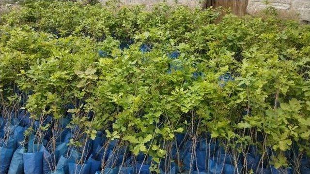 &Ccedil;at Kasabasında 10 Fidan Toprakla Buluştu 1