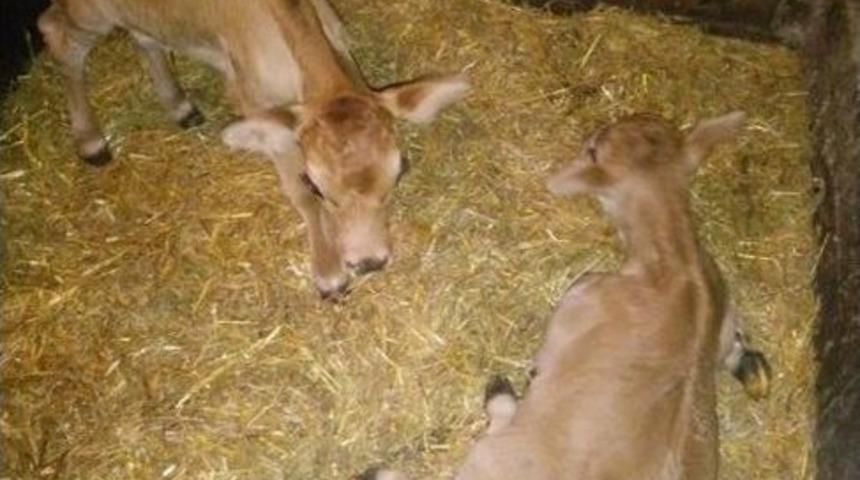Farklı Cinsiyette Doğan İkiz Buzağılar Şaşırttı