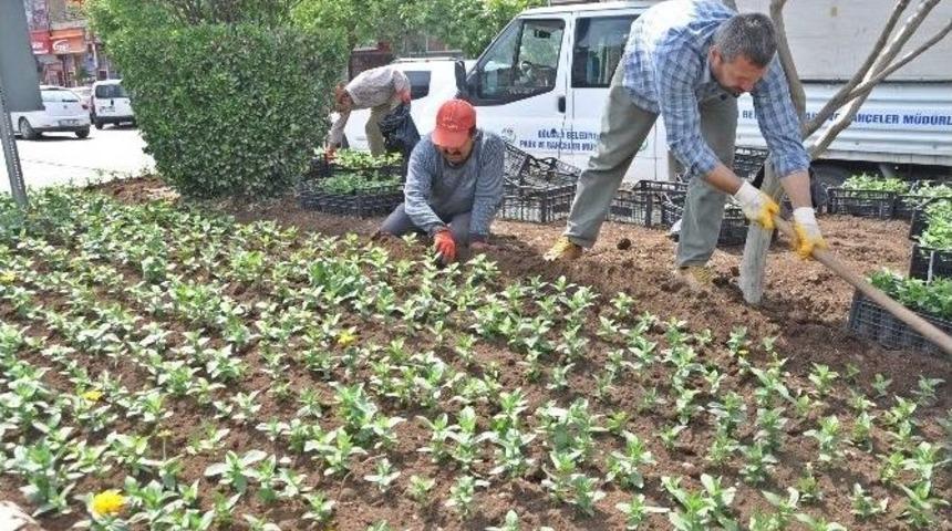 G&ouml;lbaşı İl&ccedil;esinde Yazlık &Ccedil;i&ccedil;ek Dikimi Devam Ediyor