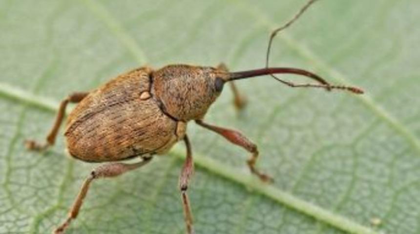 Fındıkta, Fındık Kurdu Tehlikesi