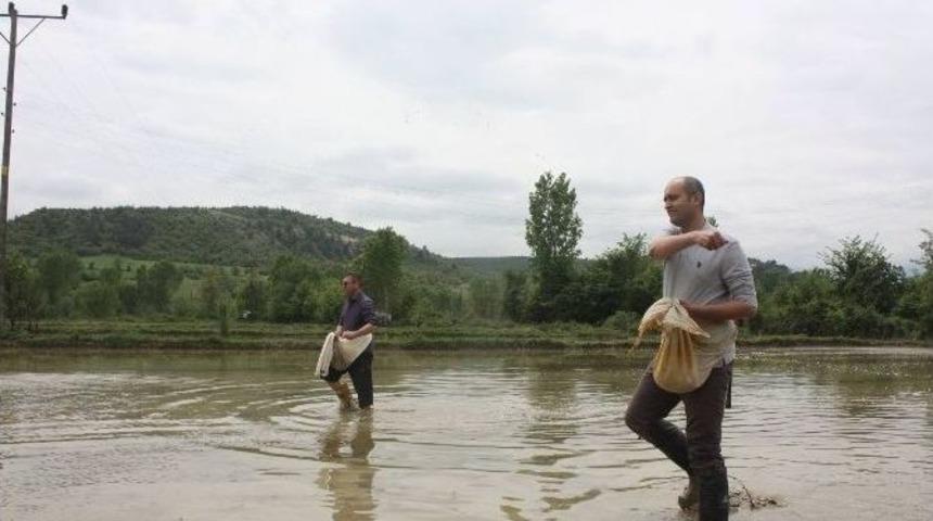 Sarayd&uuml;z&uuml;&rsquo;nde &Ccedil;eltik Ekimi Başladı