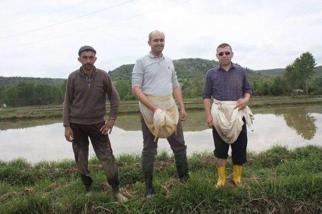 Saraydüzü’nde Çeltik Ekimi Başladı