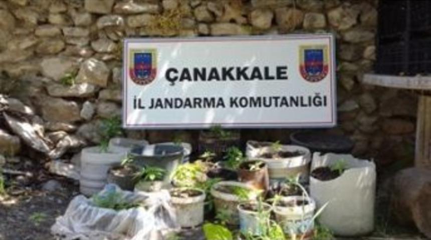 Çanakkale’de 282 Kök Keneviri Ele Geçirildi