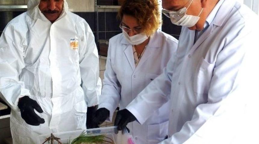 Dost Böceklerden Koruma Görevine Destek