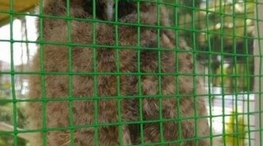 Anaokulu Bah&ccedil;esinde Bulunan Yavru Baykuşa Belediye Sahip &Ccedil;ıktı