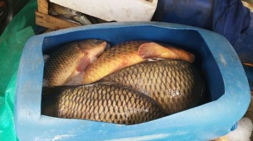 Jandarma 500 Kilo Ka&ccedil;ak Sazan Ele Ge&ccedil;irdi