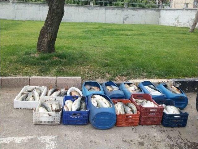 Jandarma 500 Kilo Kaçak Sazan Ele Geçirdi