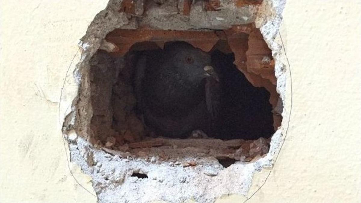 Giresun&rsquo;da G&uuml;vercin Kurtarma Operasyonu