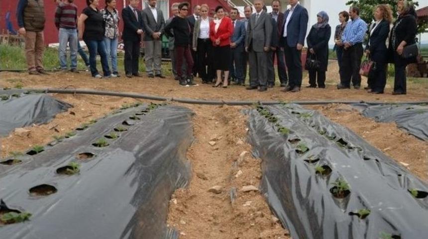 Kırklareli&rsquo;nde &rsquo;&ccedil;ilek&rsquo; Yetiştiriciliği