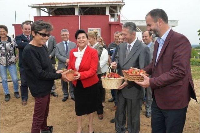 Kırklareli’nde ’çilek’ Yetiştiriciliği