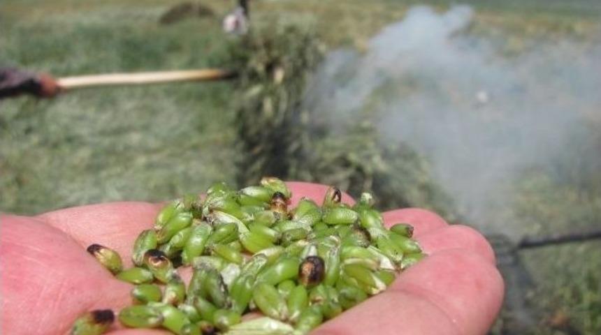 Araban Ovası&rsquo;nda 2016 Yılı Firik Sezonu Başladı