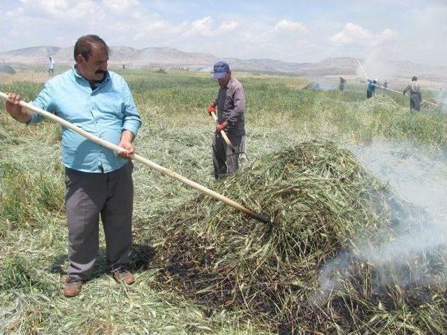 Araban Ovası’nda 2016 Yılı Firik Sezonu Başladı