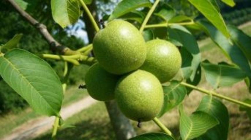 B&uuml;y&uuml;kşehirden Y&uuml;zde 75 Destekli Meyvecilik Projesi Başvuruları Başladı