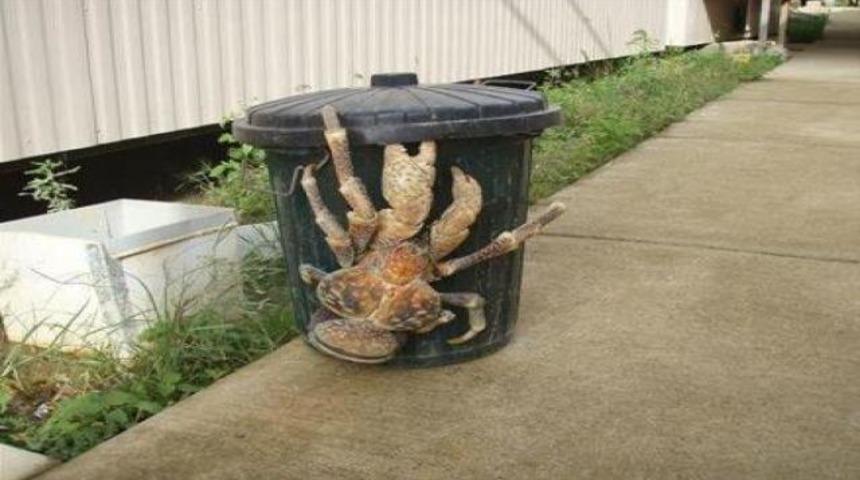 Şaşırtan canlılar