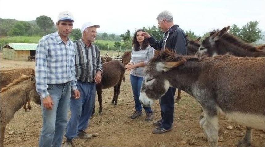 Sahipsiz Hayvanlara Alman Koruması