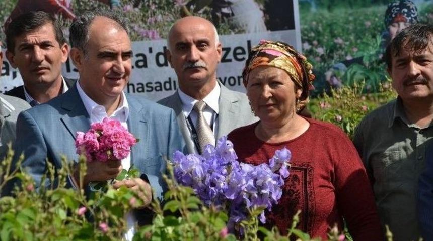 Isparta’da Gül Hasadı Törenle Başladı