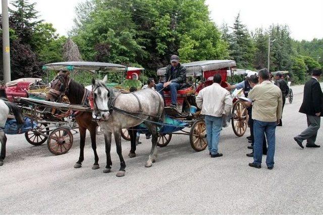 Atlar Ve Faytonlar Denetlendi 1