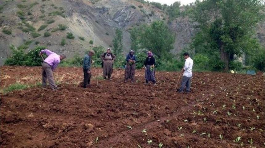 Kuraklık Tehlikesi Nedeniyle T&uuml;t&uuml;nler Erken Ekiliyor