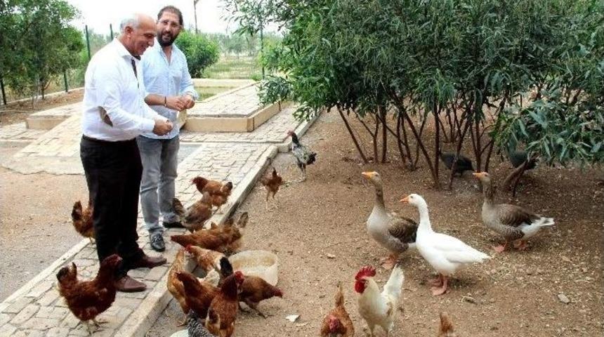 Mersin-tarsus Organize Sanayi B&ouml;lgesi&rsquo;nde Hayvan &Ccedil;iftliği
