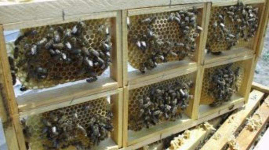 İzmit Belediyesi&rsquo;nden Arıcılık Kursu