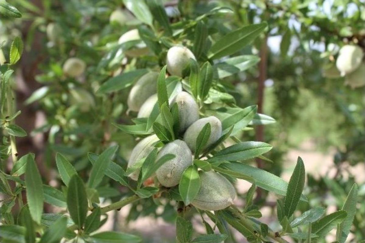 Ziraat Fak&uuml;ltesinde Badem Ve Ceviz &Uuml;retimi