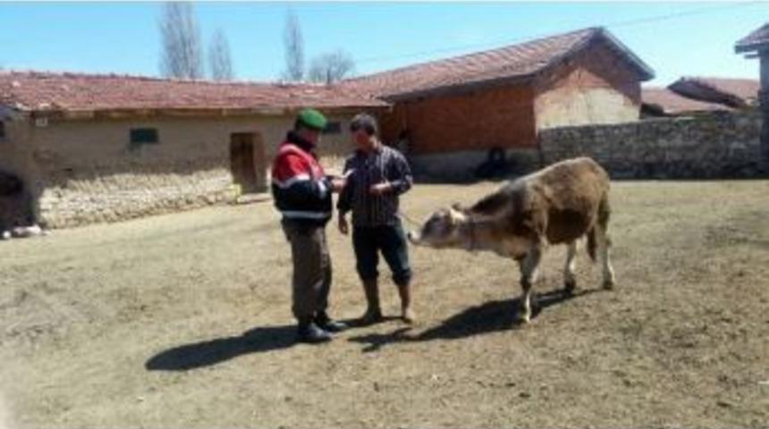 Eskişehir’de Hayvan Hırsızlığına 7 Yıl Hapis Cezası