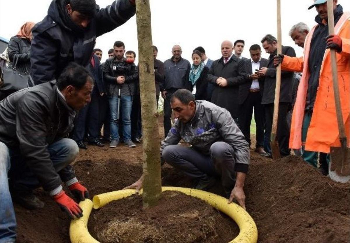 B&uuml;y&uuml;kşehir, Yaz Mevsiminde 40 Bin Ağa&ccedil; Dikecek