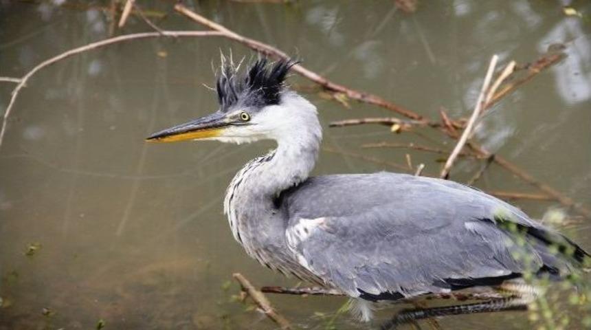 Tedavisi Tamamlanan 16 Gri Balık&ccedil;ıl Doğaya Bırakıldı