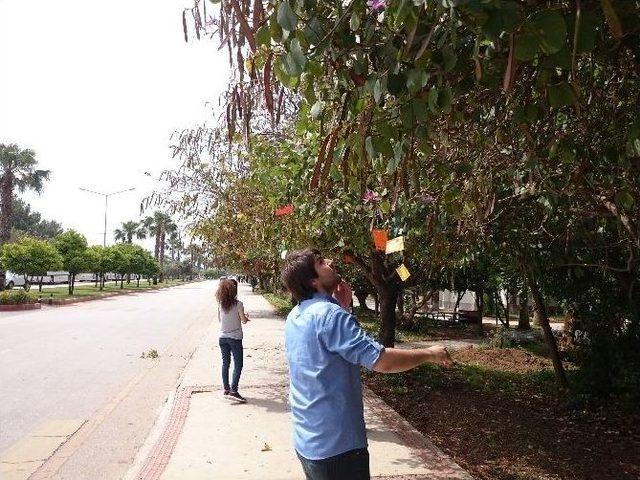 Akdeniz Üniversitesi’nde Yesevi Ağaçları Oluşturuldu 1