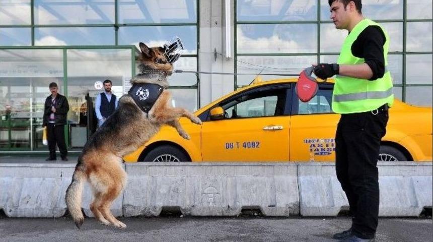 K-9 K&ouml;pekleri, Aşti&rsquo;nin G&ouml;z Bebeği Oldu