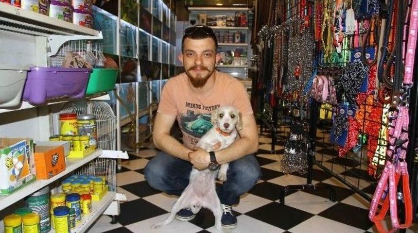 Sokak Hayvanlarını &Uuml;cretsiz Sahiplendiriyor