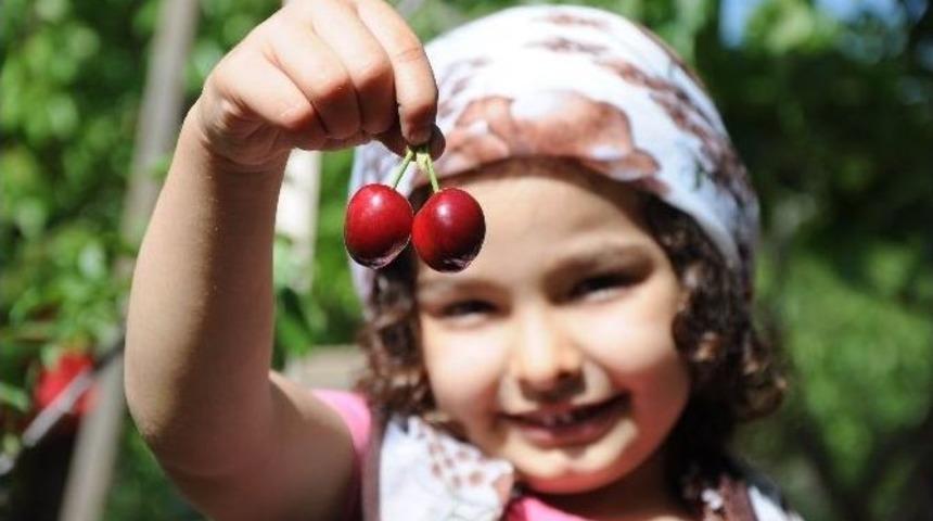 Yediğiniz Meyvelerin &Ccedil;ekirdeklerini &Ccedil;&ouml;pe Atmayın