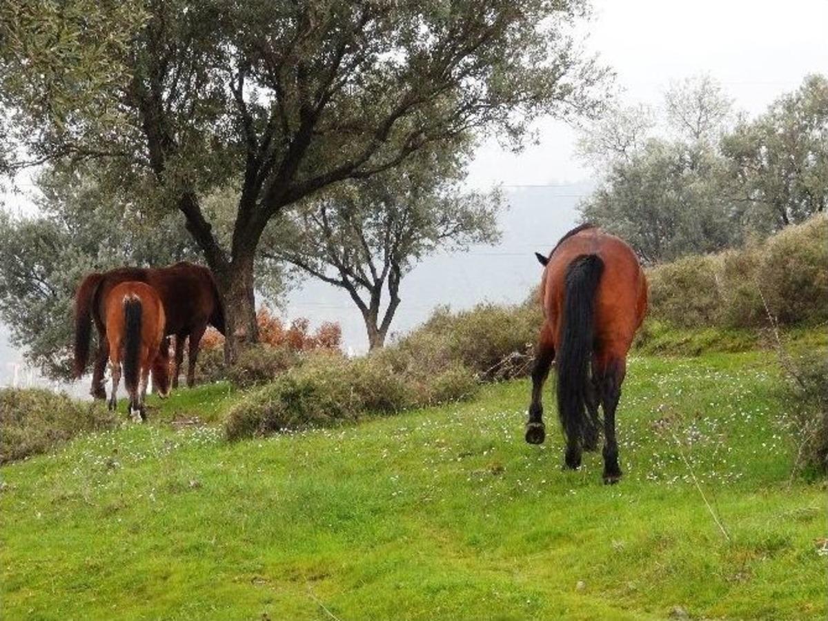 Spil Milli Parkı Projesi Manisa&rsquo;yı Cazibe Merkezi Yapacak