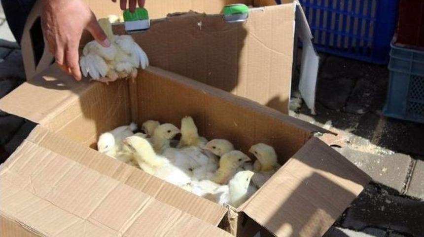 Sivas&rsquo;ta &Ccedil;ift&ccedil;iye 10 Bin Civciv Dağıtıldı