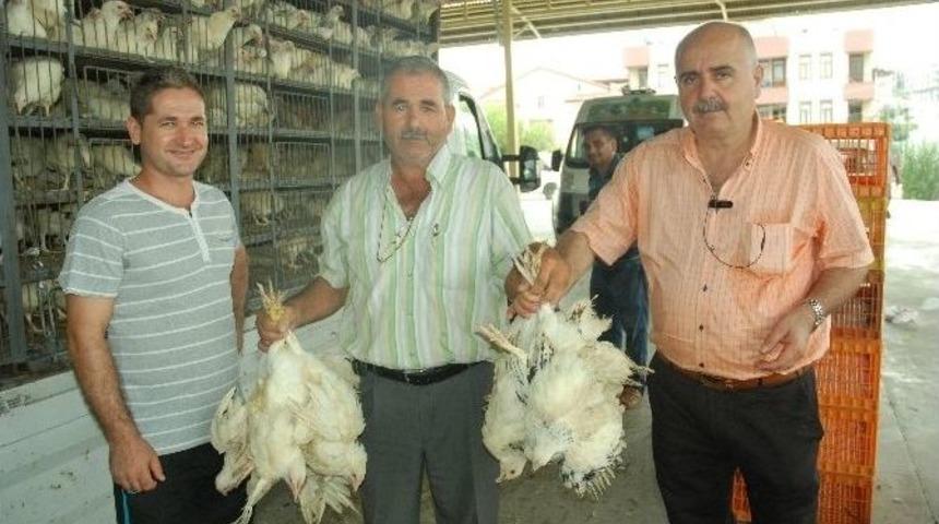 Manavgat Ziraat Odası&rsquo;ndan 17 Tl&rsquo;ye Yumurta Tavuğu