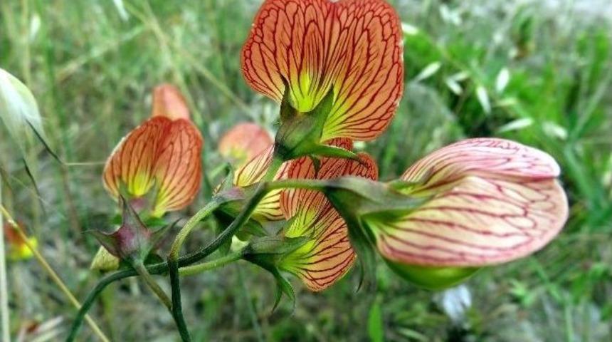 D&uuml;nya&rsquo;da Eşi Olmayan Bitki Yok Olma Tehlikesiyle Karşı Karşıya