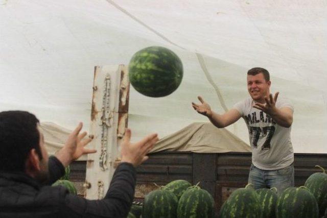 Karpuzlar Tezgahlardaki Yerini Aldı