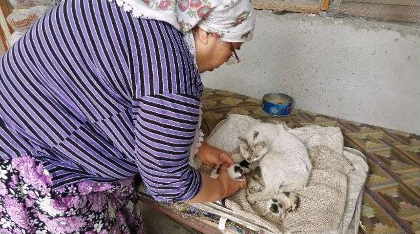 Yapışık &Uuml;&ccedil;&uuml;z Kedi Yavruları Yardım Bekliyor
