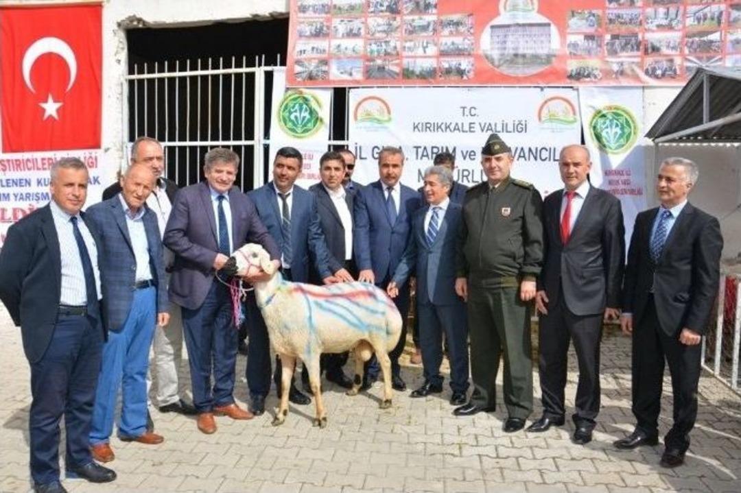 Kırıkkale&rsquo;de G&uuml;zel Kuzu Yarışması