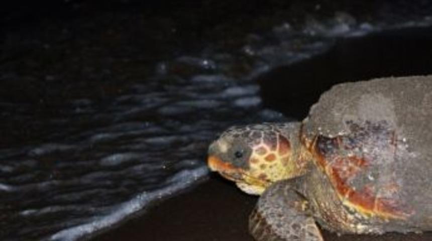 Deniz Kaplumbağaları &Uuml;remek İ&ccedil;in Sahile &Ccedil;ıkmaya Başladı