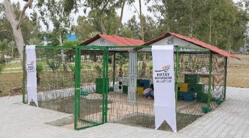 İskenderun&rsquo;da Ge&ccedil;ici Kedi Bakım Evi A&ccedil;ıldı