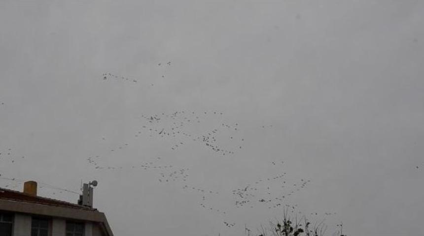 Leyleklerden G&ouml;rsel Ş&ouml;len