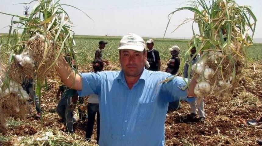 &rsquo;beyaz Altın&rsquo;ın Hasadına Başlandı