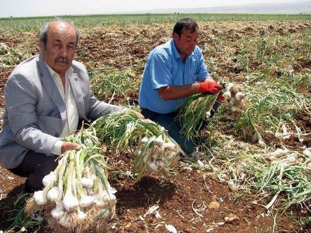 ’beyaz Altın’ın Hasadına Başlandı