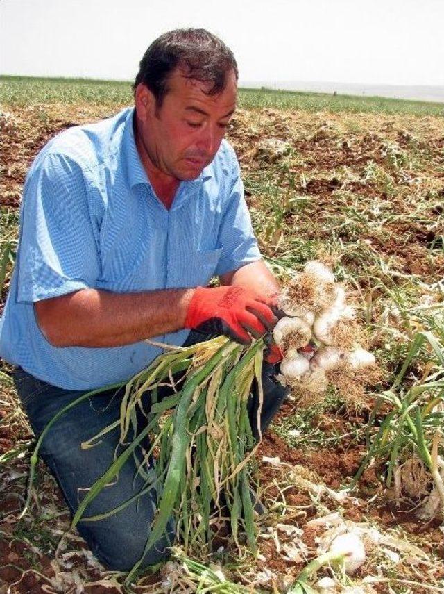 ’beyaz Altın’ın Hasadına Başlandı