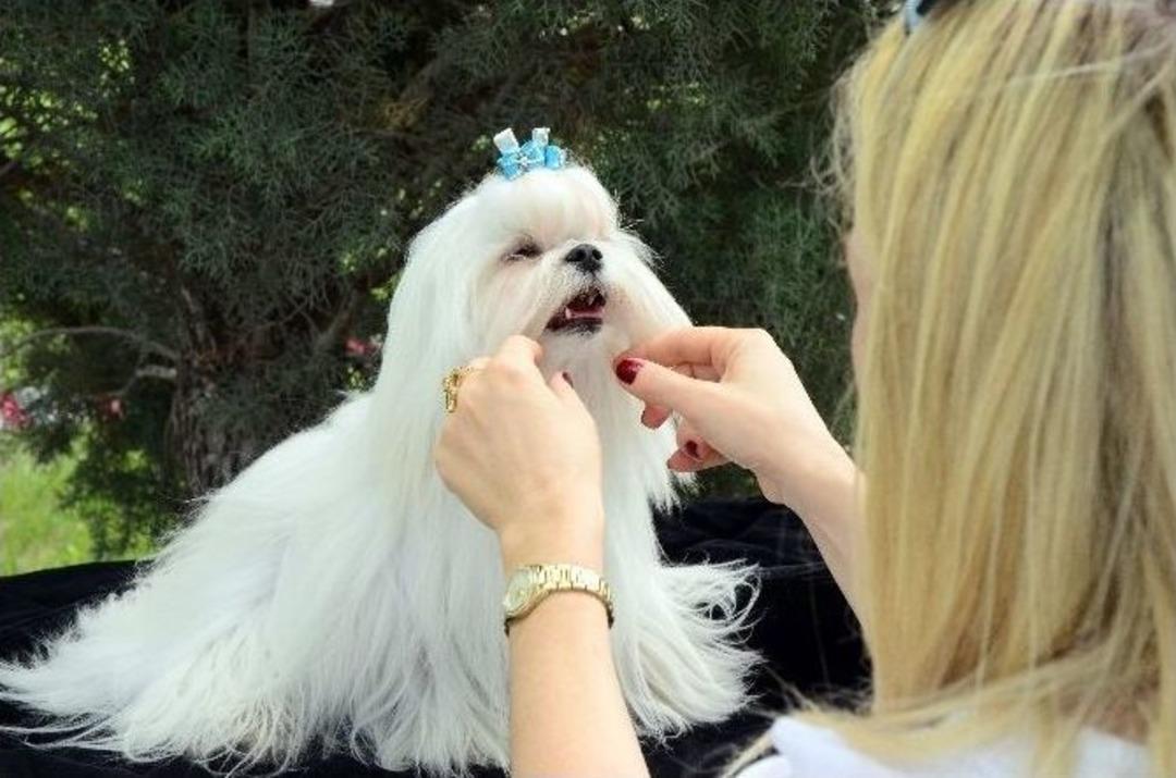 Eskişehir&rsquo;de K&ouml;pekler Birincilik İ&ccedil;in Yarışıyor