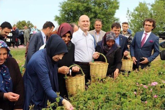 Bakan Soylu, Gül Topladı